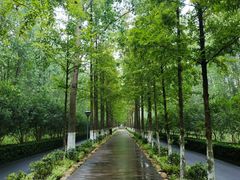 -合肥滨湖国家森林公园