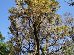 -西湖风景区十里琅珰-五云山