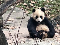 -都江堰中华大熊猫苑