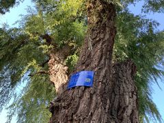 -张掖大佛寺景区