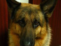 -彩虹桥宠物火化殡葬善终服务(金乐大厦店)