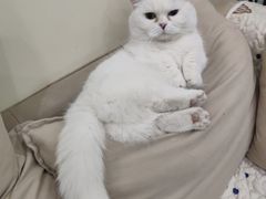 -柚子猫舍·精品猫舍购猫·猫咪认养·购宠·宠物店