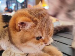 -龙湖西安曲江天街