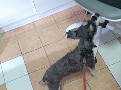 -西安京西宠物医院·瘫痪·疑难杂症