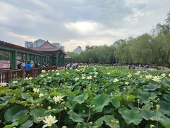 -莲花池公园
