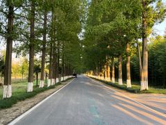 -黄海国家森林公园