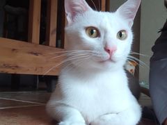 -瑞派旺宝宠物医院·犬猫全科综合·尿道专科(莲兴院)