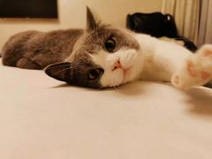 -东方名猫馆·英短金渐层布偶猫舍(环线广场1号楼店)