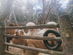 -昆明动物园