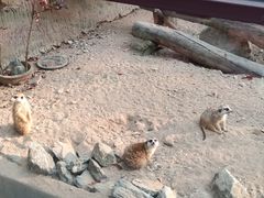 -清迈夜间动物园