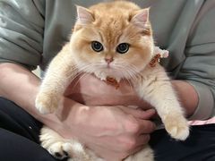 -东方名猫馆·英短金渐层布偶猫舍(环线广场1号楼店)