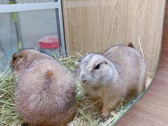 -藦茜花园宠物主题亲子互动体验馆(国顺东路店)
