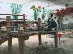 -西霞口神雕山野生动物世界