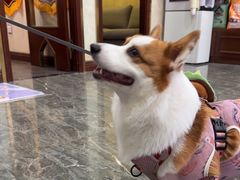 -宠爱国际动物医院· 猫科· 外科·中兽医(长白店)