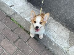 -叶新小吃店(来凤小区总店)
