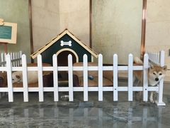 -上海崇明金茂凯悦酒店