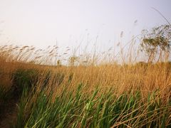 -绿堤公园