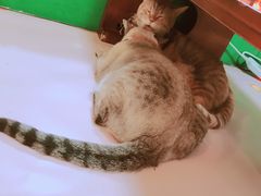-李小姐の猫咖啡馆(五角场店)