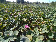 -羊亭河湿地公园