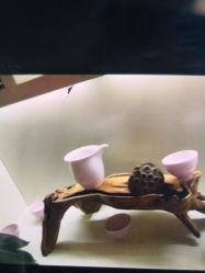 -紫琪尔·胸部养护护理