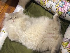 -猫大福·Fortune Cat猫舍(百子湾店)