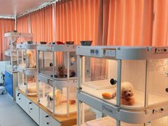 -翊宠yipet猫狗购宠庄园犬舍•猫舍