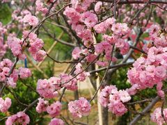 -天适樱花悠乐园
