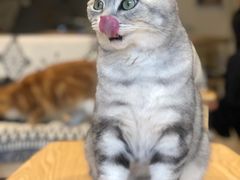-平行世界·猫咖(首经贸店)