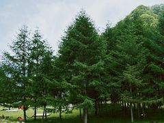 -狮子沟牧场