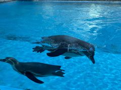 -帝企鹅自助餐厅•儿童岛•真企鹅(长隆企鹅酒店)