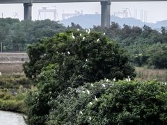 -大湾区中央湿地公园