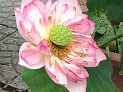 -莲花池公园