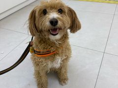 -达爱动物医院·犬猫分区·CT·复杂眼科(远洋山水分院)