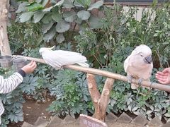 -南宫五洲植物乐园