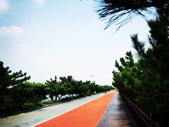 -日照海滨国家森林公园