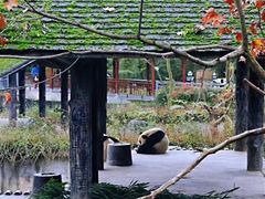 -中国大熊猫保护研究中心雅安碧峰峡基地