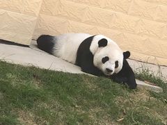 -辛玛王国游乐园