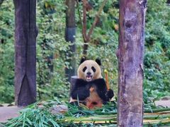 -中国大熊猫保护研究中心雅安碧峰峡基地