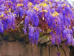 -西南交通大学(九里校区)