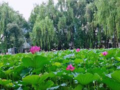 -四川大学(望江校区)