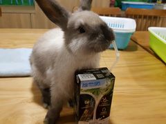 -藦茜花园宠物主题亲子互动体验馆(国顺东路店)