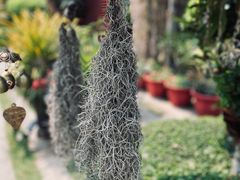 -西双版纳傣族园