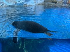-海合安青岛极地海洋公园