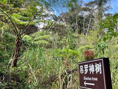 -海南热带雨林国家公园吊罗山景区