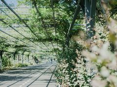 -东平国家森林公园