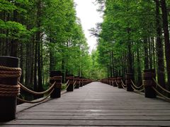 -桤木河湿地公园