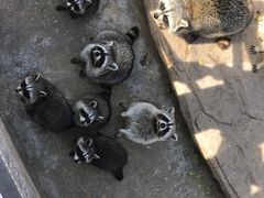 -灵玲国际马戏城