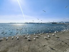 -烟墩角天鹅湖