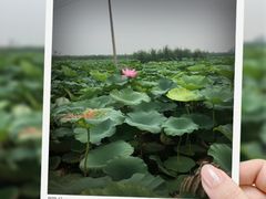 -白洋淀景区