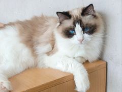 -飞行喵MR PILOT|猫舍·猫咖(静安大融城店)